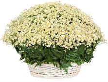Цветочная композиция из Ромашки в корзине #REPLACE_PRED# Константиновской Ставропольского края